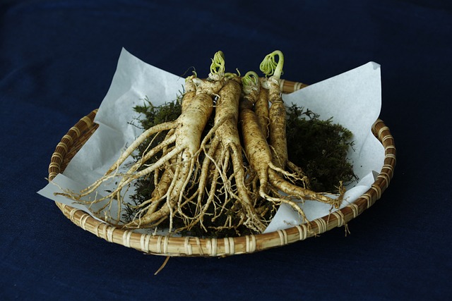 Korejský ženšen