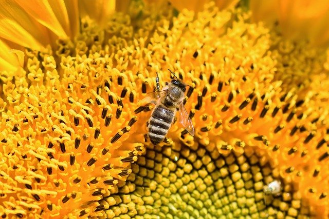 včela na slunečnici